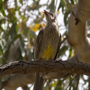 Anthochaera carunculata at Scullin, ACT - 20 Nov 2016