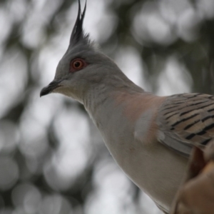 Ocyphaps lophotes at Hawker, ACT - 29 Dec 2016