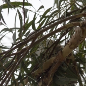 Ocyphaps lophotes at Hawker, ACT - 29 Dec 2016