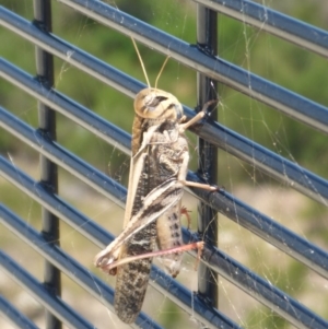 Oedaleus australis at Molonglo River Reserve - 6 Jan 2017 11:17 AM