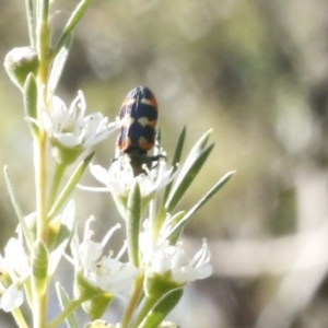 Castiarina sexplagiata at O'Connor, ACT - 31 Dec 2016 05:01 PM