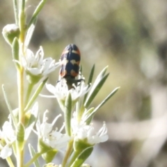 Castiarina sexplagiata (Jewel beetle) at Bruce Ridge - 31 Dec 2016 by ibaird