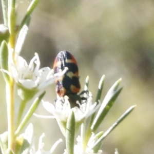 Castiarina sexplagiata at O'Connor, ACT - 31 Dec 2016 05:01 PM