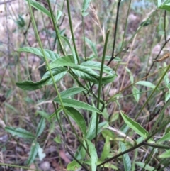 Cullen microcephalum (Dusky Scurf-pea) at Mount Painter - 5 Jan 2017 by NickiTaws