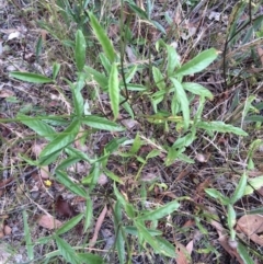 Cullen microcephalum at Cook, ACT - 5 Jan 2017 05:26 PM