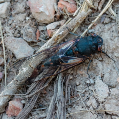 Yoyetta timothyi (Brown Firetail Cicada) at Mulligans Flat - 6 Jan 2017 by CedricBear
