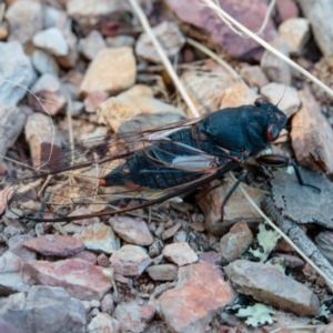 Yoyetta timothyi at Gungahlin, ACT - 7 Jan 2017