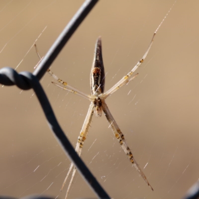 Argiope protensa (Long-tailed Argiope) at Gungahlin, ACT - 7 Jan 2017 by CedricBear