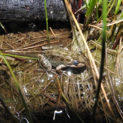 Limnodynastes tasmaniensis (Spotted Grass Frog) at Wanniassa Hill - 18 Oct 2016 by ArcherCallaway