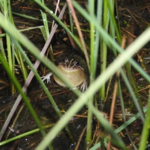 Limnodynastes tasmaniensis at Wanniassa Hill - 18 Oct 2016 08:28 PM