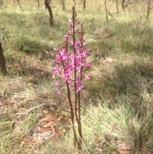 Dipodium punctatum at The Angle, NSW - 7 Jan 2017