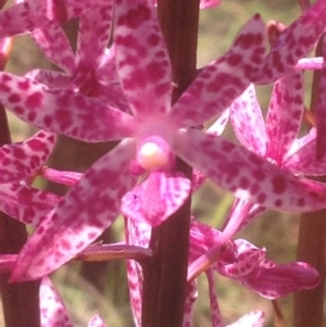 Dipodium punctatum at The Angle, NSW - 7 Jan 2017