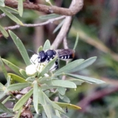 Megachile ferox (Resin bee) at Bruce Ridge - 29 Dec 2016 by ibaird