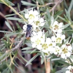 Megachile ferox at O'Connor, ACT - 29 Dec 2016