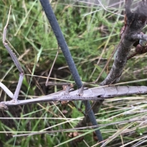 Archimantis sp. (genus) at Bungendore, NSW - 7 Jan 2017