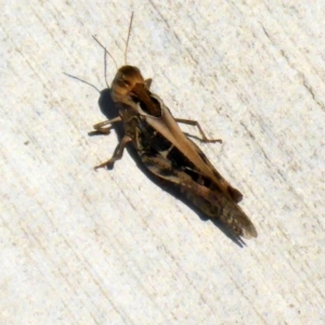 Gastrimargus musicus at Molonglo River Reserve - 6 Jan 2017