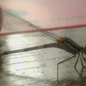 Austrolestes leda at Macarthur, ACT - 7 Jan 2017