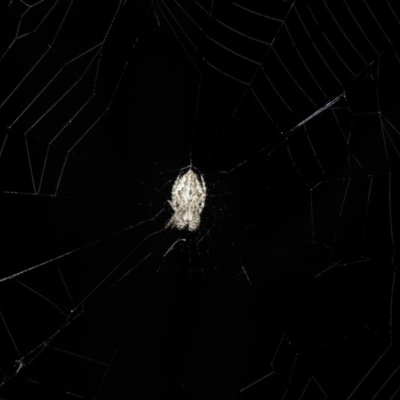 Araneinae (subfamily) (Orb weaver) at Wanniassa Hill - 20 Oct 2016 by RyuCallaway