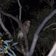 Ninox boobook at Fadden, ACT - 20 Oct 2016 11:22 PM