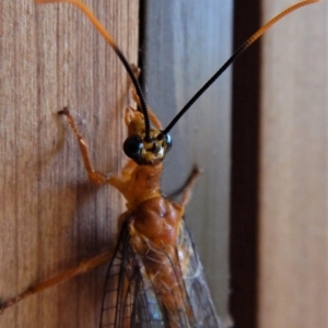 Nymphes myrmeleonoides at Cook, ACT - 7 Jan 2017 10:22 AM