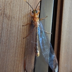 Nymphes myrmeleonoides at Cook, ACT - 7 Jan 2017 10:22 AM