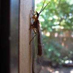 Nymphes myrmeleonoides at Cook, ACT - 7 Jan 2017 10:22 AM