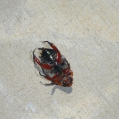 Anoplognathus montanus at Molonglo River Reserve - 6 Jan 2017 11:21 AM