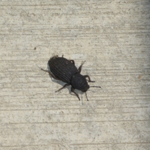 Amycterus abnormis at Molonglo River Reserve - 6 Jan 2017 11:34 AM