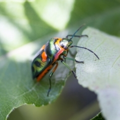 Scutiphora pedicellata (Metallic Jewel Bug) at Higgins, ACT - 1 Jan 2017 by AlisonMilton