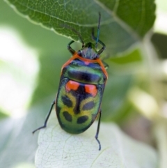 Scutiphora pedicellata at Higgins, ACT - 2 Jan 2017 10:26 AM