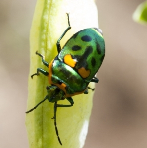 Scutiphora pedicellata at Higgins, ACT - 2 Jan 2017