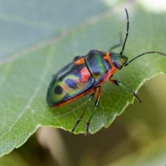 Scutiphora pedicellata at Higgins, ACT - 2 Jan 2017