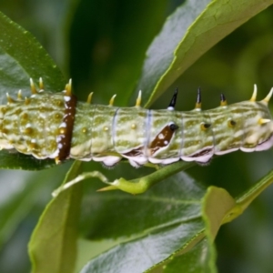 Papilio aegeus at Higgins, ACT - 28 Dec 2016