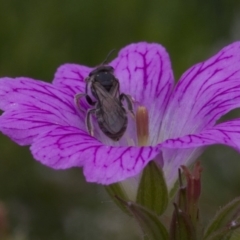 Lasioglossum (Chilalictus) sp. (genus & subgenus) (Halictid bee) at Higgins, ACT - 1 Jan 2017 by AlisonMilton