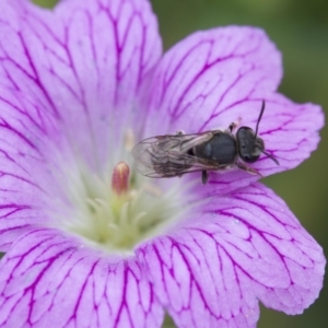 Lasioglossum (Chilalictus) sp. (genus & subgenus) at Higgins, ACT - 1 Jan 2017 01:33 PM