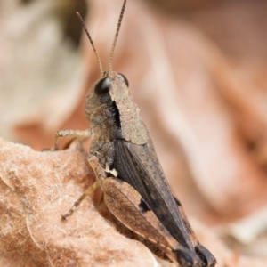 Phaulacridium vittatum at Higgins, ACT - 1 Jan 2017