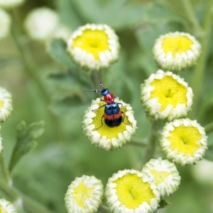 Dicranolaius bellulus at Higgins, ACT - 1 Jan 2017