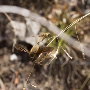 Comptosia sp. (genus) at Acton, ACT - 3 Jan 2017 12:02 PM