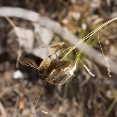 Comptosia sp. (genus) (Unidentified Comptosia bee fly) at Acton, ACT - 3 Jan 2017 by Alison Milton