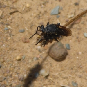 Apothechyla sp. (genus) at Molonglo Valley, ACT - 6 Jan 2017