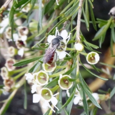 Unidentified Bee (Hymenoptera, Apiformes) at O'Connor, ACT - 29 Dec 2016 by ibaird