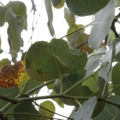 Norfolius howensis at O'Connor, ACT - 29 Dec 2016 11:26 AM