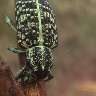 Chrysolopus spectabilis (Botany Bay Weevil) at Burra, NSW - 8 Jan 2017 by Safarigirl