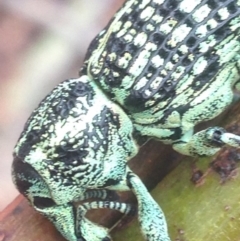 Chrysolopus spectabilis at Burra, NSW - 8 Jan 2017 09:11 AM