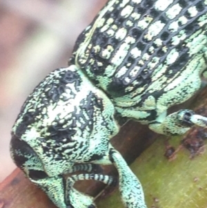 Chrysolopus spectabilis at Burra, NSW - 8 Jan 2017