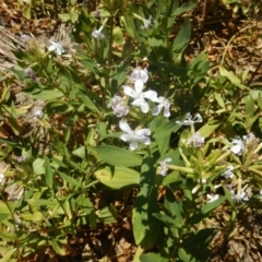 Saponaria officinalis (Soapwort, Bouncing Bet) at Stony Creek - 7 Jan 2017 by MichaelMulvaney