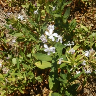 Saponaria officinalis (Soapwort, Bouncing Bet) at Stromlo, ACT - 7 Jan 2017 by MichaelMulvaney