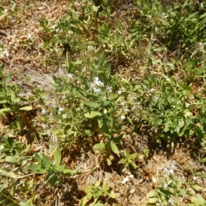 Saponaria officinalis at Stromlo, ACT - 7 Jan 2017 12:49 PM