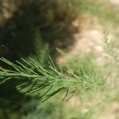 Asparagus officinalis at Coree, ACT - 7 Jan 2017