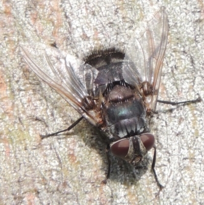 Rutilia (Donovanius) sp. (genus & subgenus) (A Bristle Fly) at Pollinator-friendly garden Conder - 8 Dec 2016 by michaelb